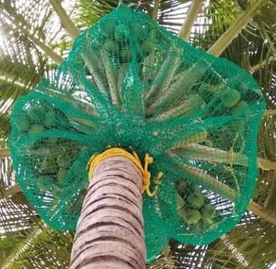 Coconut Tree Safety Nets